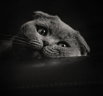 Scottish Fold, cat, feline, grey, fold HD wallpaper