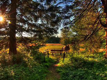 banking field, fields, banking, field, tre HD wallpaper
