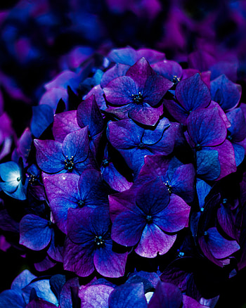 Flowers, Bloom, Flowering, Hydrangea, Inflorescence HD phone wallpaper