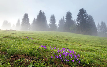 Misty Meadow, mist, spruces, meadow, grass, flowers HD wallpaper
