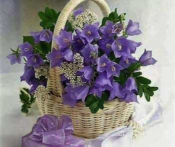 still life, graphy, cool, nature, flowers HD wallpaper