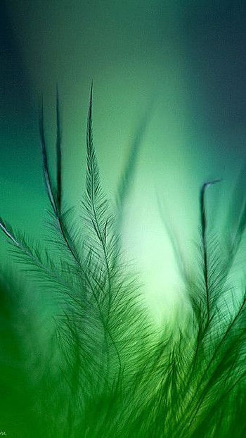 Grass, green HD phone wallpaper