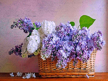 Lilac basket for Di, lilacs, white, flowers, mauve HD wallpaper