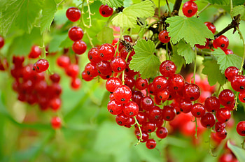 Delicious currants, Burst of flavor, Perfect for recipes, Sweet and tart HD wallpaper