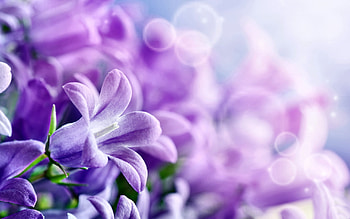 Spring Purple Lilacs F, graphy, floral, lilacs, beautiful, romance, spring, beauty, wide screen, flower, love HD wallpaper