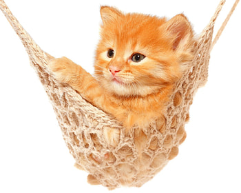 Kitten in a hammock, kitten, sweet, animal, white, cute, cat, hammock, orange, ginger HD wallpaper