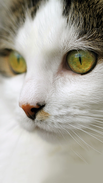 Cat mobile , Thypix, 99 HD phone wallpaper