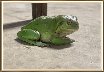 FRAMED FROG, NATURE, FROG, , FRAMED HD wallpaper