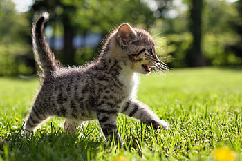 Kitten, cute, cat, adorable HD wallpaper