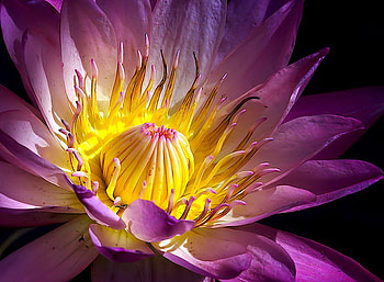 Chrisantemun so close, chrisantemun, purple, , very close HD wallpaper