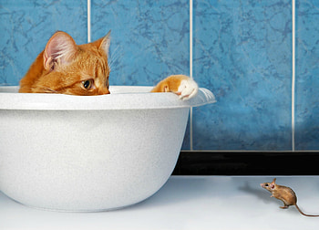 Hidding, blue, animal, white, bath, situation, cute, hidden, cat, pisica, mouse, soricel, funny HD wallpaper