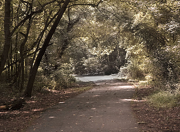 Walk, forests, nature, tree HD wallpaper