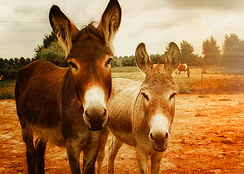 Two donkeys enjoy a sunny day on a rural farm, surrounded by lush greenery and vast open fields. HD wallpaper