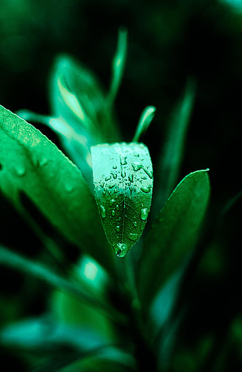 Nature, Drops, Plant, Sheet, Leaf HD phone wallpaper