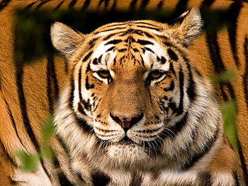 Majestic tiger, cat, tiger, wildlife, zoo HD wallpaper