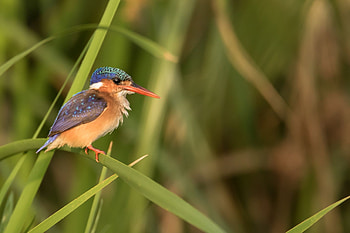 Kingfisher, Malchite kingfisher, Resplendent plumage, Tropical bird HD wallpaper