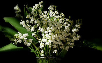 Flowers, , Lily Of The Valley, Flower, Vase, White Flower HD wallpaper