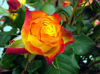 Summer Rose Blossom, summer, rose, leaves, buds, green, nature, flowers HD wallpaper