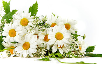 Plants, Flowers, Camomile HD wallpaper