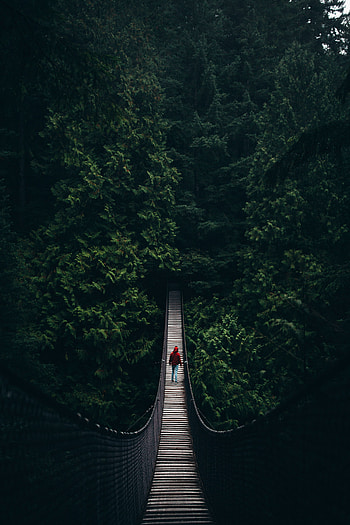 Trees, Silhouette, Miscellanea, Miscellaneous, Forest, Bridge, Rope Bridge, Cable Bridge HD phone wallpaper