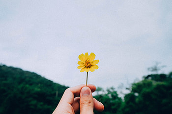 Flowers, Sky, Flower, Hand HD wallpaper