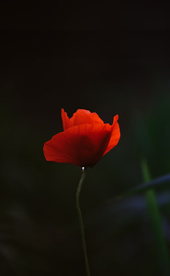 Red poppy, portrait HD phone wallpaper