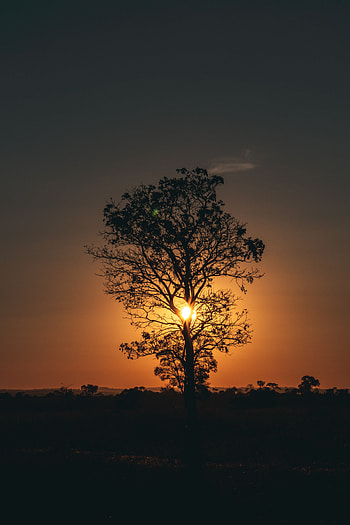 Nature, Sunset, Sun, Twilight, Dark, Wood, Tree, Dusk HD phone wallpaper