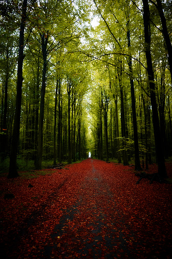 Nature, Trees, Road, Forest HD phone wallpaper
