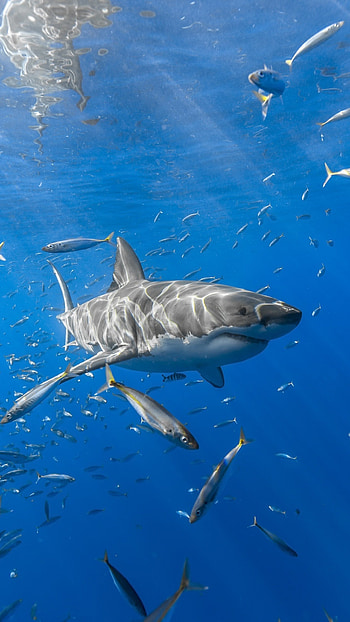 Fish Sony Xperia, Premium , Shark fish Sony, X Xperia XZ HD phone wallpaper