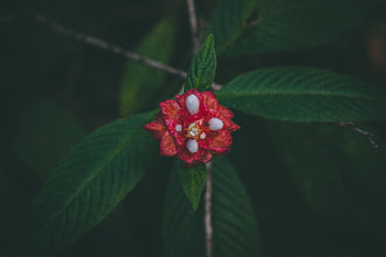 Leaves, Flower, Macro, Branch HD wallpaper