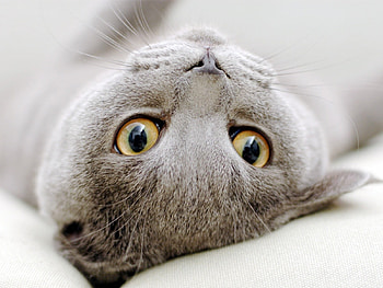 Animals, Cats HD wallpaper