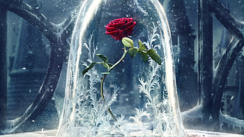 Enchanted rose, Beauty and the Beast HD wallpaper