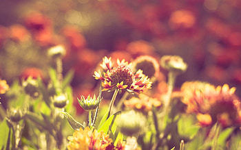 Flowers, Grass, Sun, Macro, Shine, Light, Field HD wallpaper