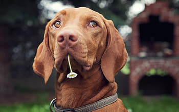 Animals, Dogs HD wallpaper