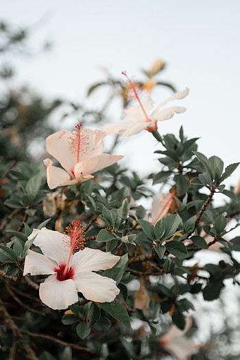 Flowers, Pink, Bloom, Flowering, Branch, Hibiscus HD phone wallpaper