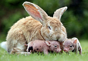 Bunny and piglets, big, giant, rabbit, red HD wallpaper