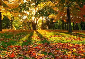 Inspiring autumn, colorful, sunlight, colors, walk, nice, inspiring, trees, golden, fall, beautiful, park, sun rays, falling, rest, leaves, pretty, yellow, red, nature, lovely, forest, foliage HD wallpaper