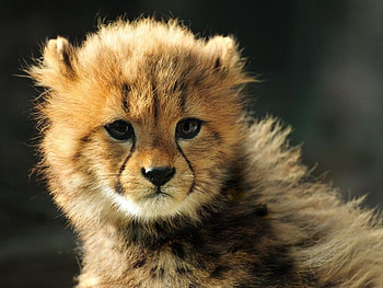 YOUNG CHEETAH CUB, wildlife, cub, young, cheetah, feline, wild HD wallpaper