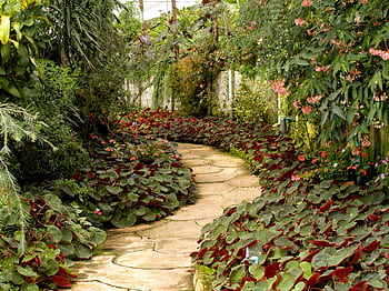 A tranquil garden pathway surrounded by vibrant tropical plants and flowers. HD wallpaper
