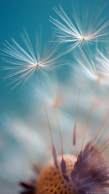 Dandelions, nature HD phone wallpaper