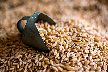 New ancient grains, Beyond quinoa, Healthy eating, Grains HD wallpaper