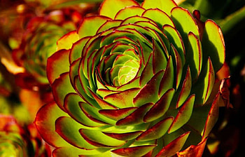 Beautiful Bright Flower, delicate, yellow, flower, red, nature, bloom, close up HD wallpaper