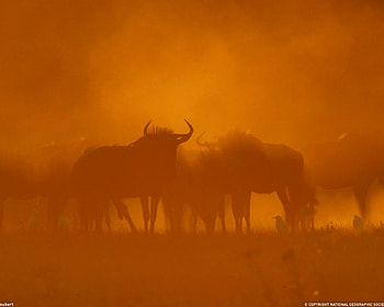 wildebeest, wildebeest botswana HD wallpaper