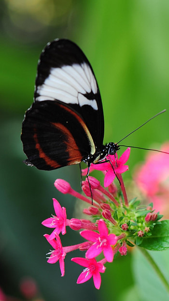 Butterfly, Pachliopta HD phone wallpaper