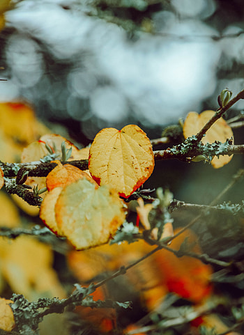 Autumn, Leaves, Macro, Branch HD phone wallpaper