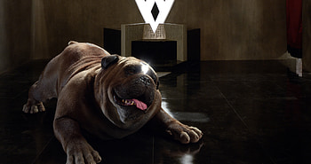 Lockjaw Inhumans Tv Series, lockjaw, inhumans, tv-shows, dog HD wallpaper