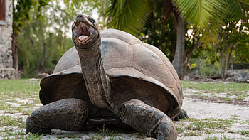 Once Upon an Island, Aldabra Giant Tortoise HD wallpaper
