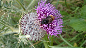 A wild honey bee, Honey bee, Thistle, Bee, Nature, Bath HD wallpaper