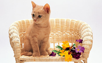 Animals, Cats HD wallpaper