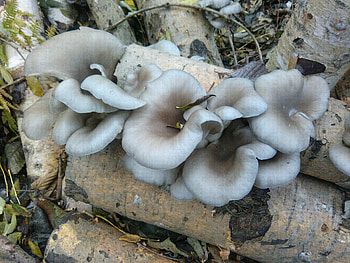Oyster mushrooms, Mushroom cultivation, La Taillede, Fungal farming HD wallpaper
